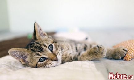 Amit nem tudni macskák, macska, macska tulajdonosa, csökkenti a vérnyomást, háziállat