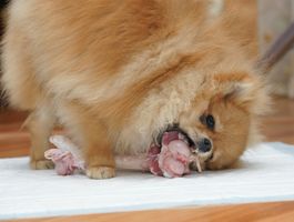 Mi a takarmány egy pomerániai spicc étrendjében kölykök és felnőtt kutyák