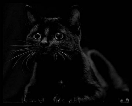 Fekete Macska (18 gyönyörű fotók)