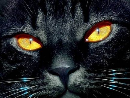 Fekete Macska (18 gyönyörű fotók)