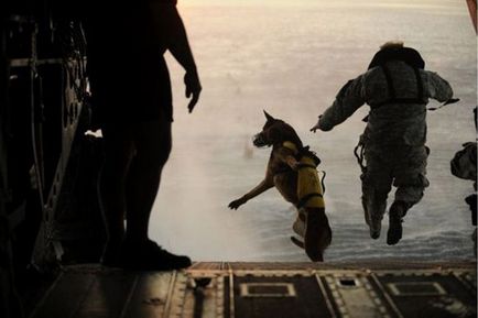 Négylábú kutya katonák a hadseregben