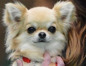 Chihuahua - kezelés és karbantartás