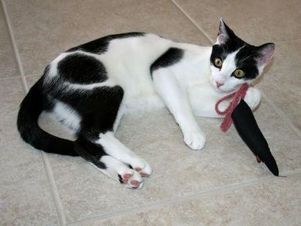 Amely esetleg érdekelheti cat 2 (Mauger Kavita cat) Hogy lehet, hogy érdekli a macska 2