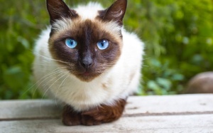 Ciamskaya macska