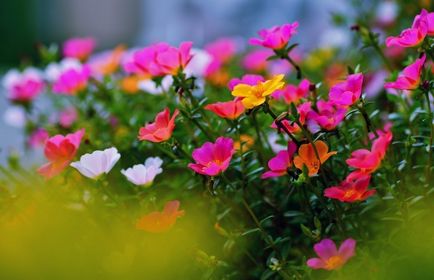 Virág Porcsin növekvő magról, fotók, fajták, gondozás, védelem, video