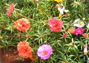 Virág Porcsin növekvő magról, fotók, fajták, gondozás, védelem, video