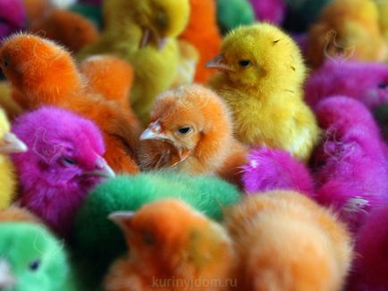 Csirkék, mint háziállat, honnan jönnek