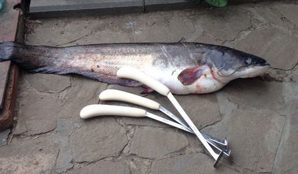 Tedd croaker harcsa kezeddel (kéz) Tesszük croaker harcsa kezeddel