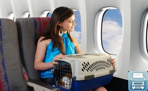 Share tapasztalatok kutyák szállítása repülőgépen, ez egy nagy probléma