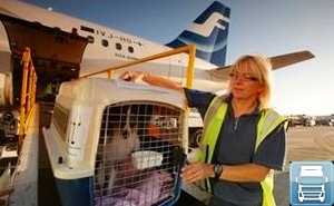 Share tapasztalatok kutyák szállítása repülőgépen, ez egy nagy probléma
