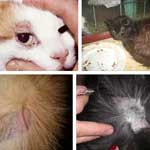 Akne macskák tünetek, kezelés, megelőzés, állatorvosi szolgálata a Vladimir régió