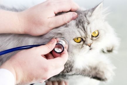 Akne macskák formák, megjelenési formáját és megelőzés (demodekoz cat) Akne macskák formák, megjelenési formáját és megelőzés