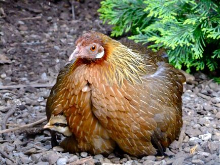 Wild csirke, állat enciklopédia (cserje kakas Gallus) Wild csirke, állat enciklopédia