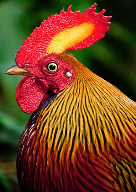Wild csirke, állat enciklopédia