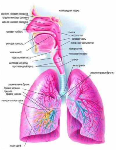 Az emberi légzőrendszer