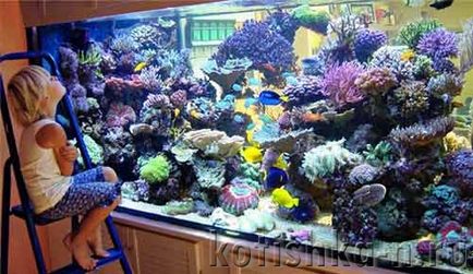 akvárium saját kezűleg kialakítás - 40 különböző lehetőségek