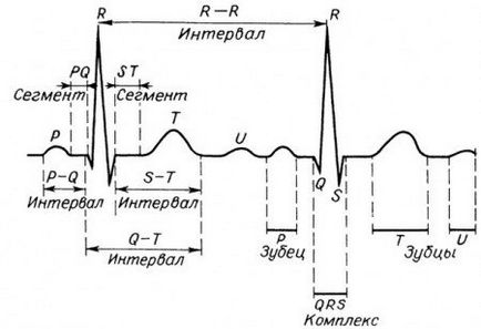 EKG szív - jelzések, előkészítése, végrehajtása és megfejtése az EKG