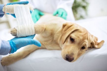 Ha egy kutyának szakadt szalagok - blog állatorvosok - belanta