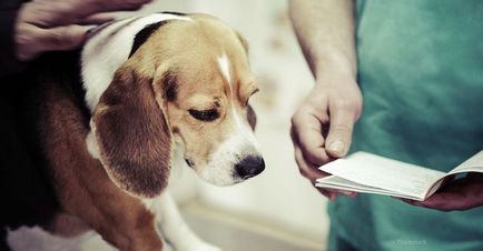 Ha egy kutyának szakadt szalagok - blog állatorvosok - belanta