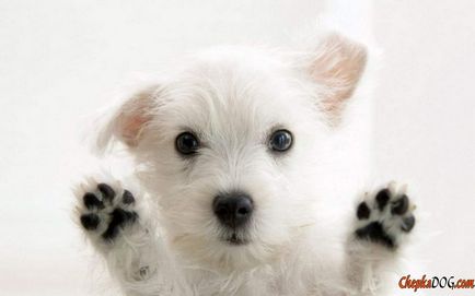 Ezek aranyos kutya! Gyönyörű képek a kutyák, a pozitív online magazin