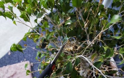 Ficus benjamina kialakulását szár és a korona otthon, fotó, videó