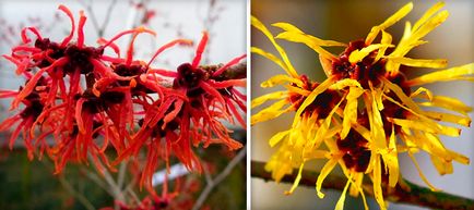 Hamamelis, azaz jelzések és a használati utasítást (gyertyák, kenőcsök, tinktúrák és kivonatok), értékelés alapján