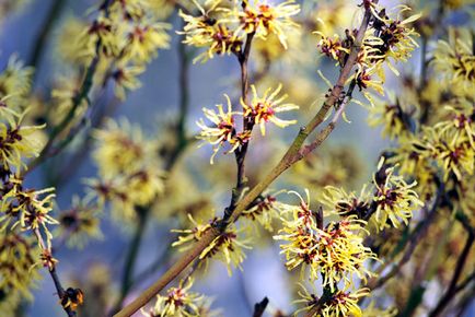 Hamamelis kivonat és alkalmazási tulajdonságokkal (varázsdió) Hamamelis kivonat Properties and Applications