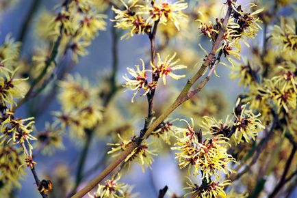 Hamamelis kivonat Properties and Applications