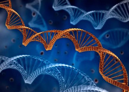 Gene, genom, kromoszóma meghatározása, szerkezet, funkció