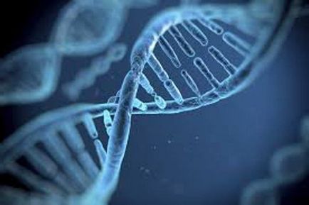 Gene, genom, kromoszóma meghatározása, szerkezet, funkció