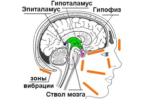 Hipofízis hormonok és hatása a test (hormonok) Hipofízis hormonok és hatása van a szervezetre