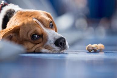 Fertőző májgyulladás kutyák rend és diagnosztika