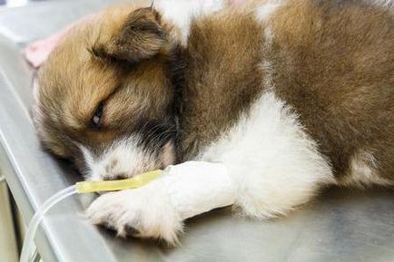 Fertőző májgyulladás kutyák rend és diagnosztika