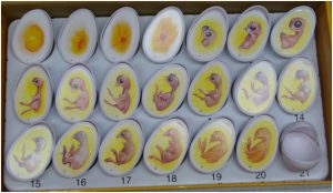 Inkubációs tojás inkubációs időszakok, a hőmérséklet a táblázatban