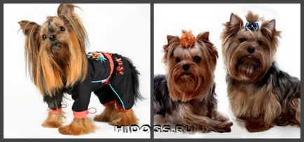 Yorkshire terrier fajta jellemzőit, gondozás, kölykök (fotók)