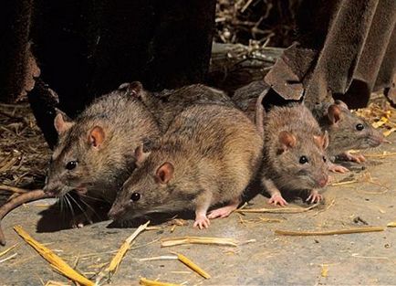Mik a szürke patkány patkány