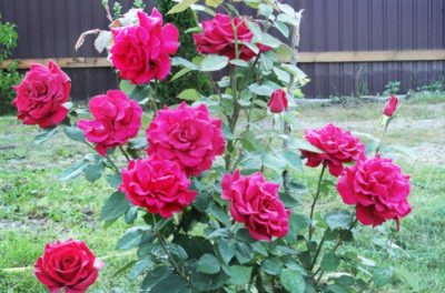 Hogyan és mikor helyesen ültetett egy rózsa nyílt terepen tavasszal vagy ősszel