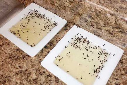 Hogyan lehet megszabadulni a hangyák a házban örökre, mint harcolni, és hogyan, hogy a rovar