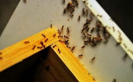 Hogyan lehet megszabadulni a hangyák a házban örökre, mint harcolni, és hogyan, hogy a rovar