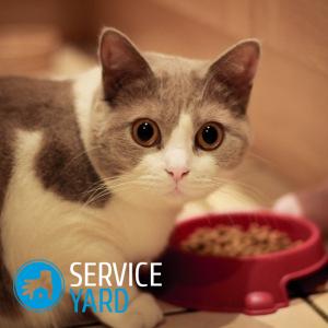 Hogyan lehet megszabadulni a macskaszőr a lakásban, serviceyard-kényelmes otthon kéznél