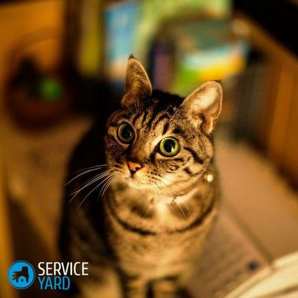 Hogyan lehet megszabadulni a macskaszőr a lakásban, serviceyard-kényelmes otthon kéznél