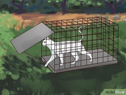 Hogyan lehet elkapni a macskák