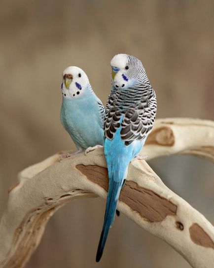 Hogyan mossa meg budgies