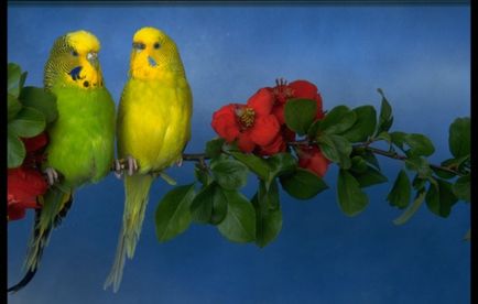 Hogyan mossa meg budgies