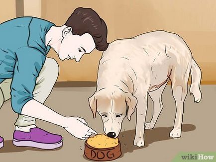 Hogyan büntetni egy kutya