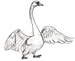 Hogyan kell felhívni a gólya rajz gólya szakaszokban ceruza