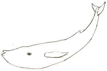 Hogyan kell felhívni a bálna, bálna rajz állapotok ceruza