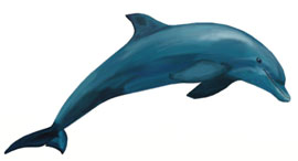 Hogyan kell felhívni a bálna, bálna rajz állapotok ceruza