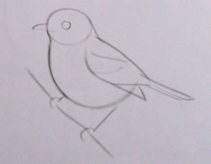 Hogyan kell felhívni a madár ceruza szakaszaiban
