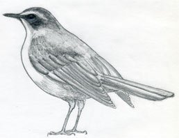 Hogyan kell felhívni a madár ceruza szakaszaiban